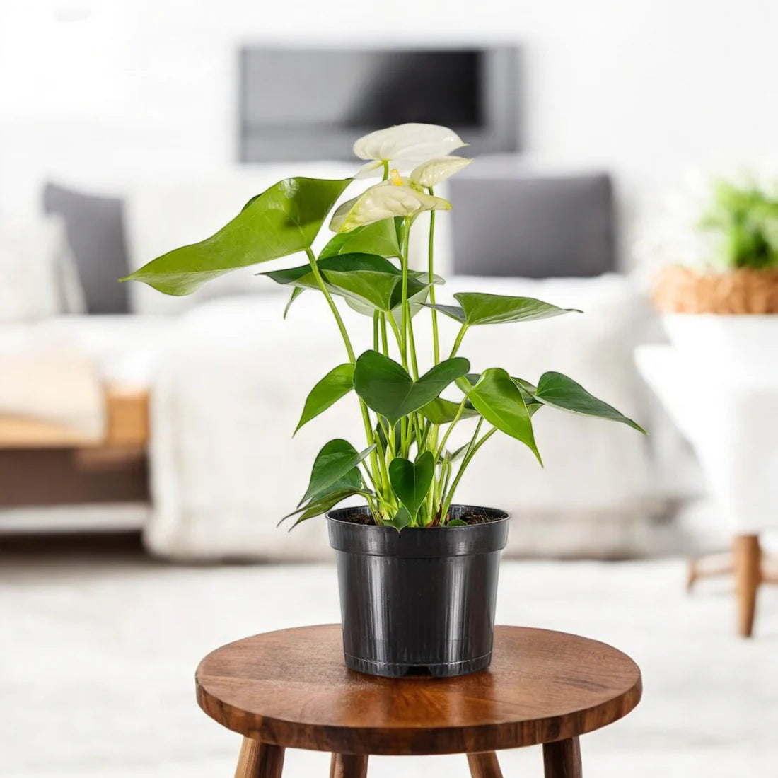 Anthurium Plant White - Tailflower Plant