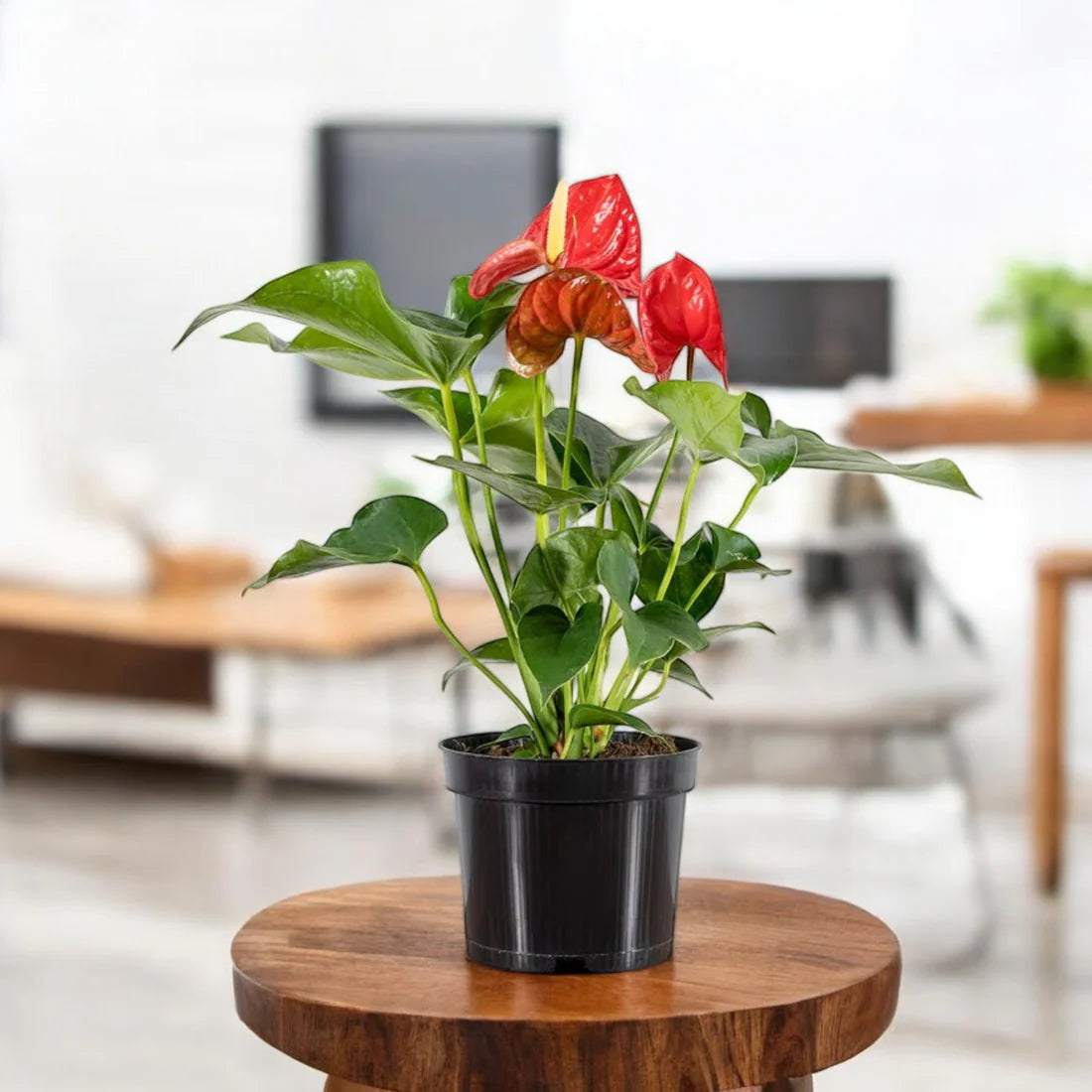 Anthurium Red Plant - Tailflower Plant
