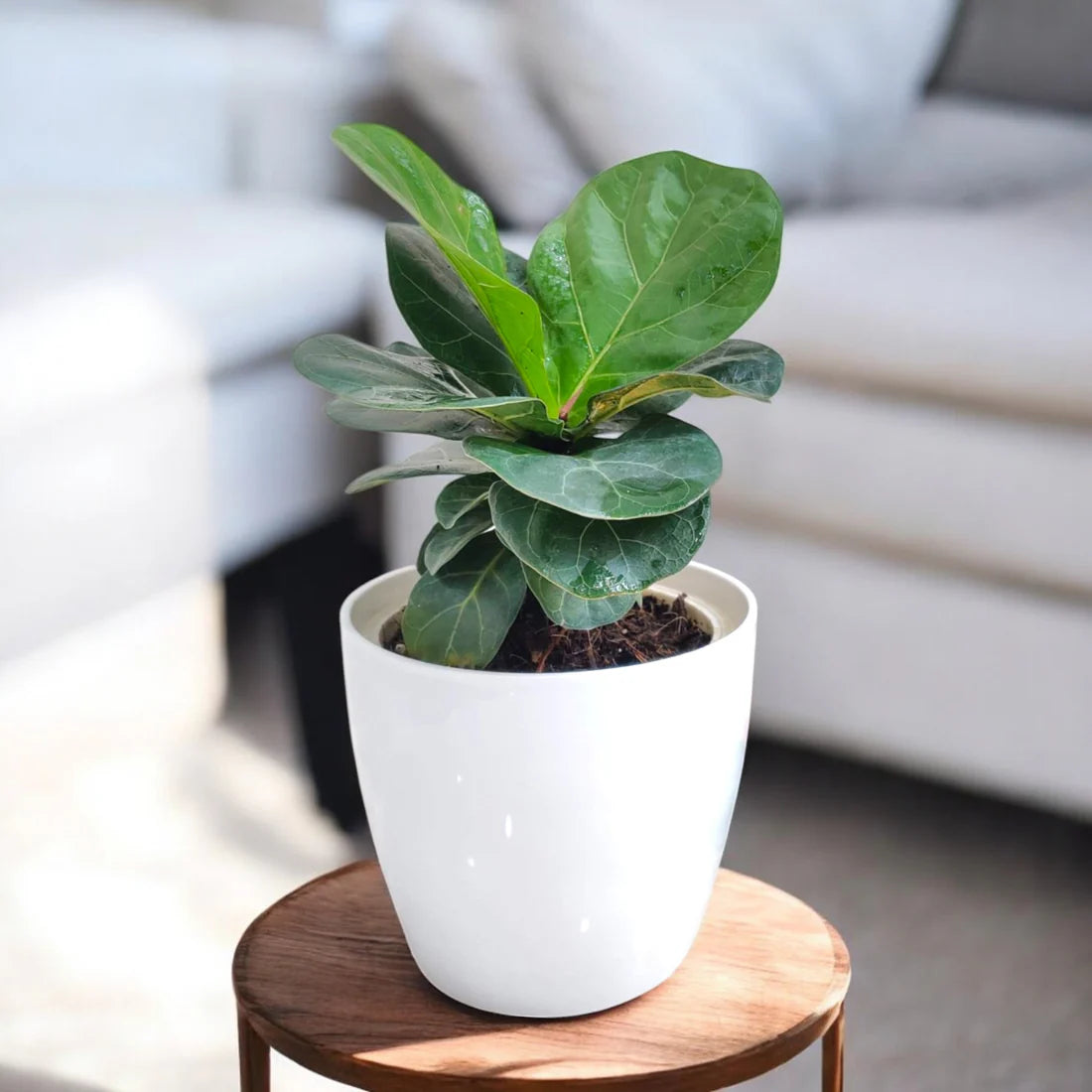 Fiddle Leaf Fig (Ficus Lyrata) Plant | Indoor Plant