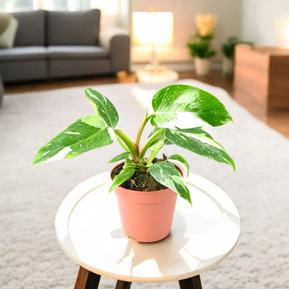 Philodendron White Princess Plant - Indoor Plant