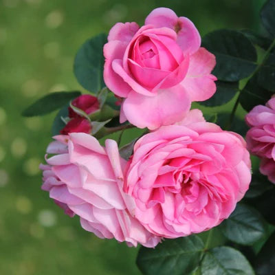 Desi Gulab Plant – Scented Desi Rose Plant in 5" Inch Pot