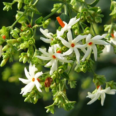 Parijat Plant in 6" Inch Pot | Parijatak Plant