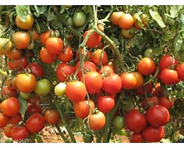 ARKA Abhed [F1] TOMATO HYBRID - Vegetable Seeds