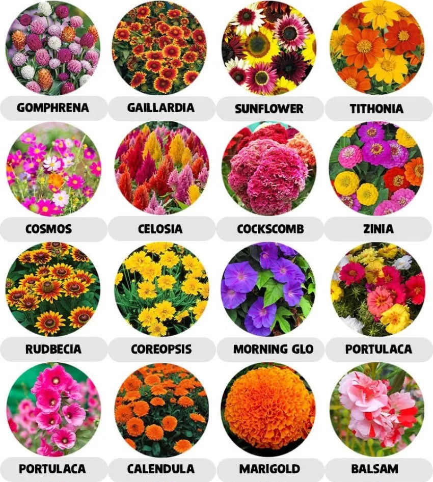 20 Variety of Flower Seeds  - Flower Seeds Combo Pack