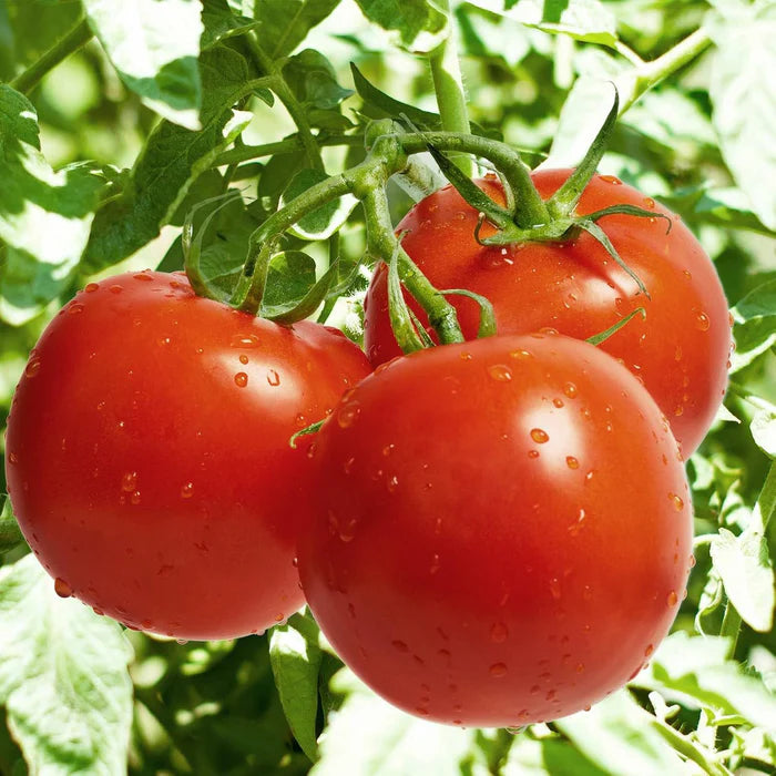 ARKA Samrat [F1] TOMATO HYBRID - Vegetable Seeds