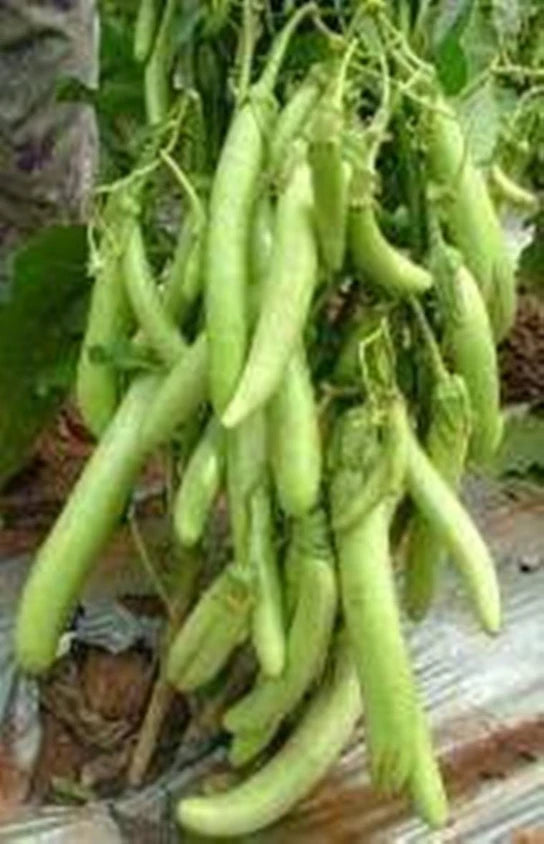 ARKA Avinash-TFL BRINJAL - Vegetable Seeds