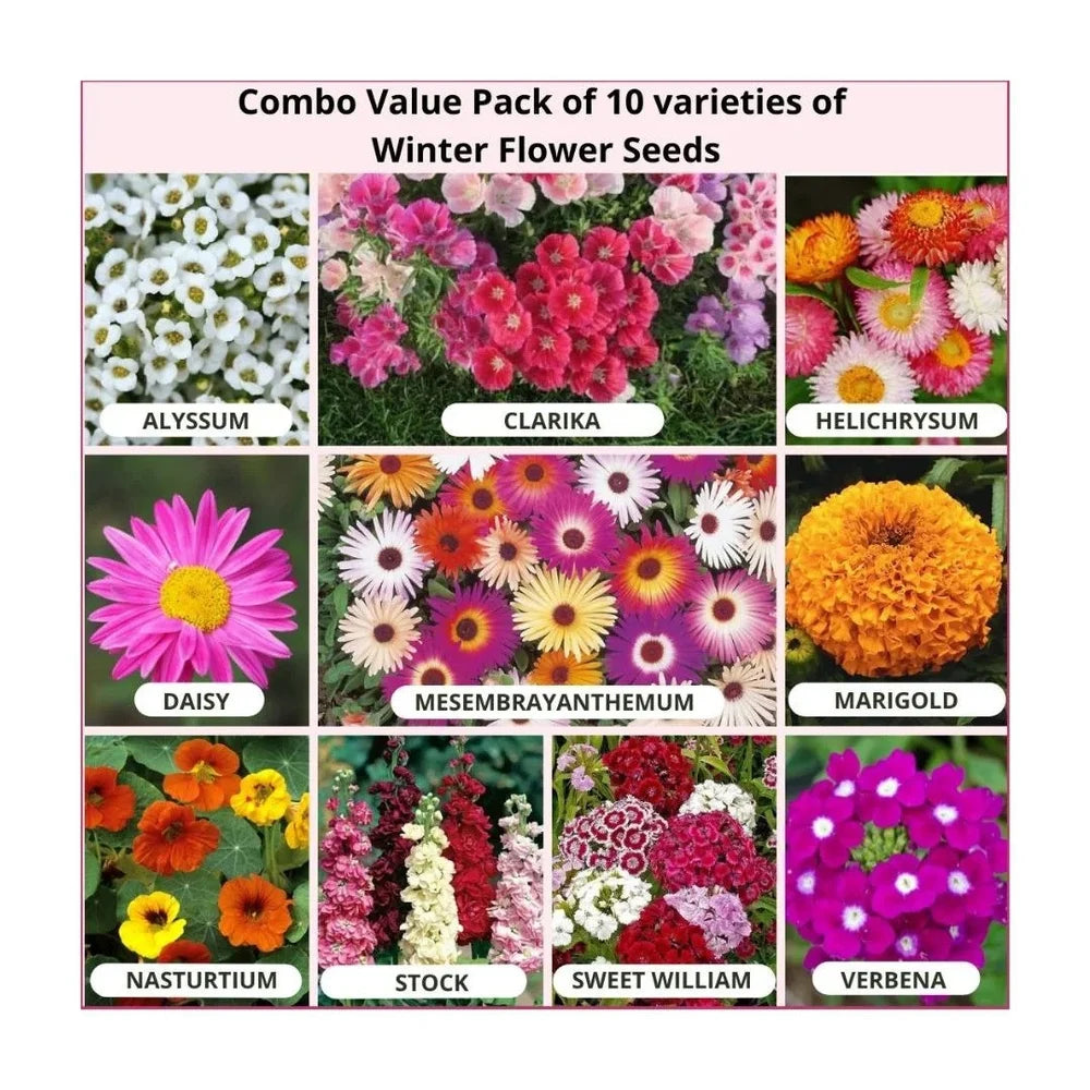 Winter Flower Seeds Variety Flower Seeds Combo Pack – Bloom Your Dream Garden - Flower Seeds Combo Pack