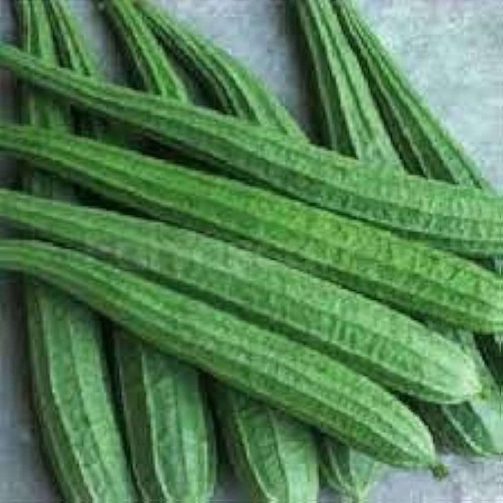 ARKA Vikram [F1] RIDGE GOURD HYBRID- Vegetable Seeds