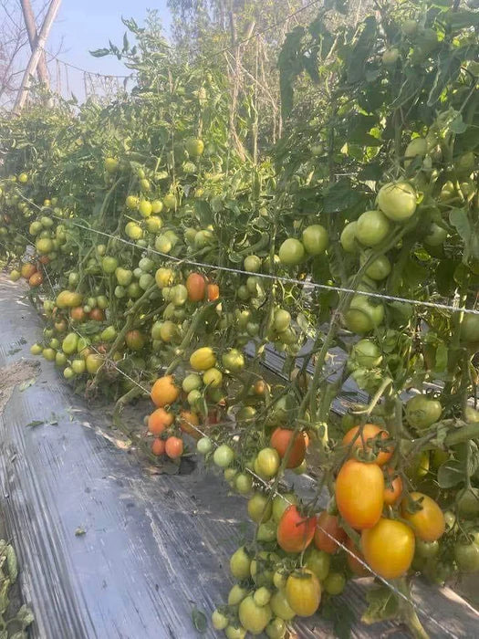 ARKA Rakshak [F1] TOMATO HYBRID - Vegetable Seeds