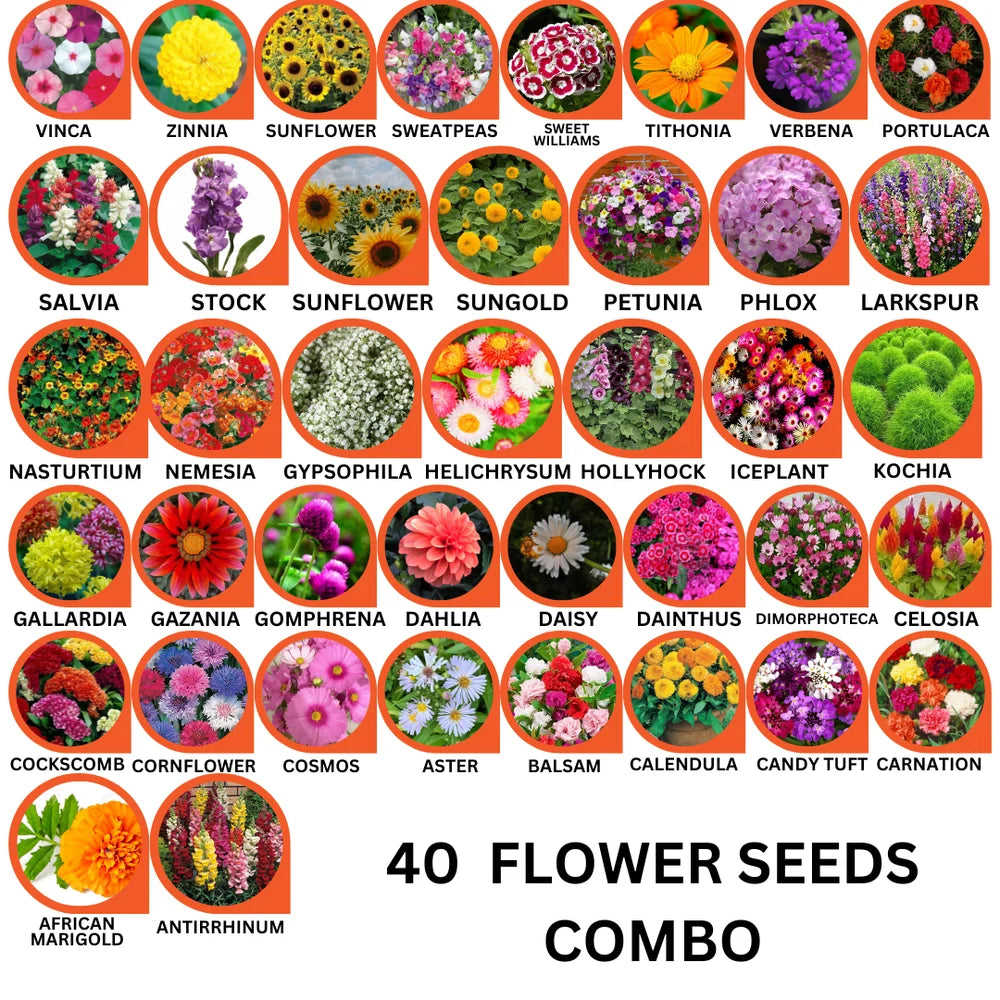 40 Variety Flower Seeds Combo Pack – Bloom Your Dream Garden - Flower Seeds Combo Pack