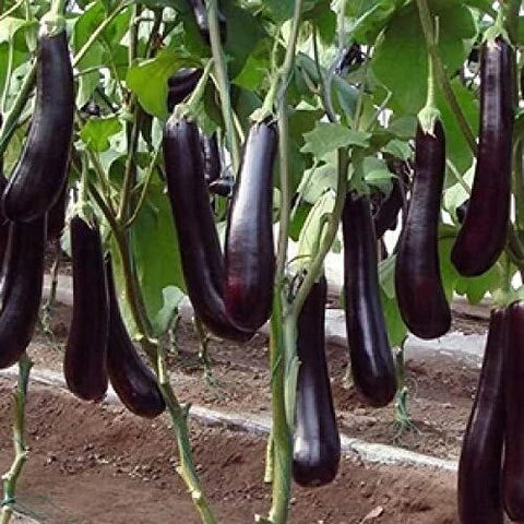 ARKA Keshav-TFL BRINJAL - Vegetable Seeds