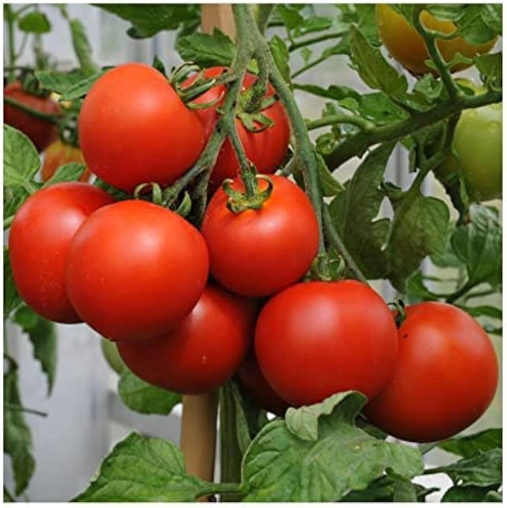 ARKA Aditya [F1] TOMATO HYBRID - Vegetable Seeds
