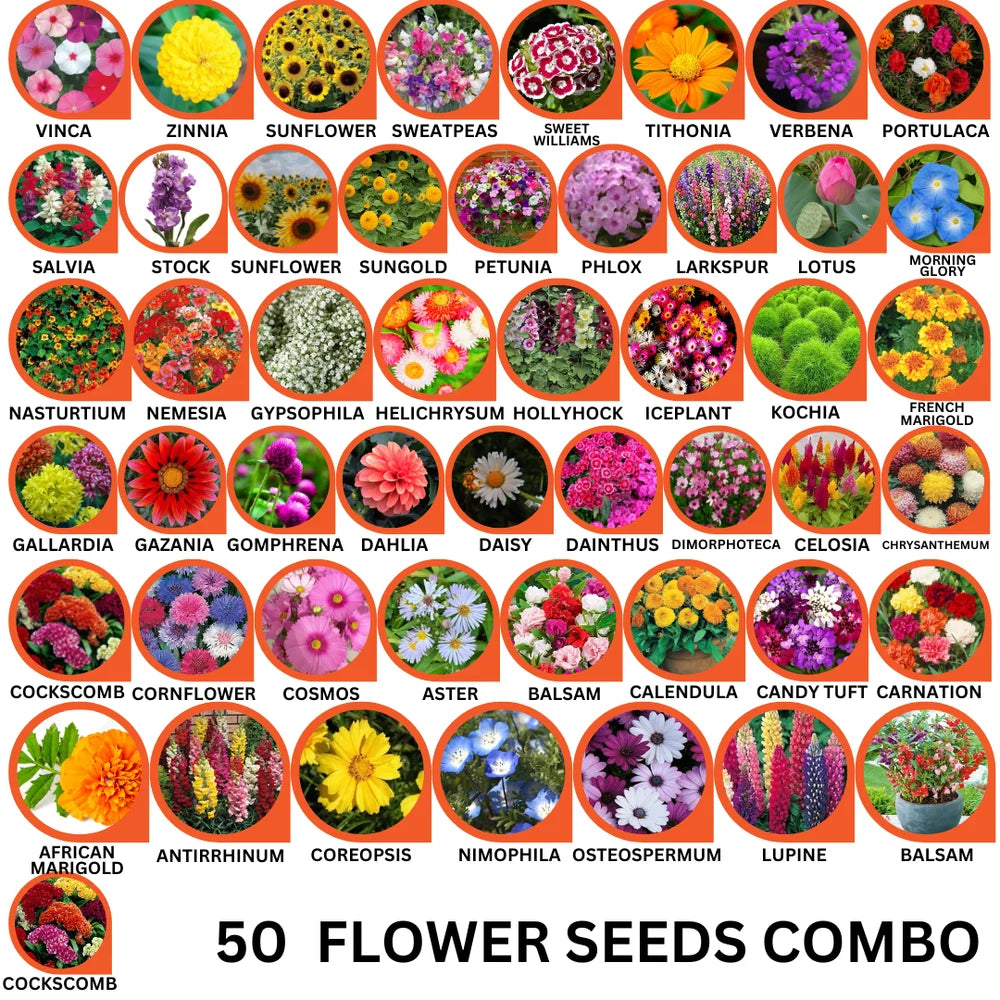 50 Variety Flower Seeds Combo Pack – Bloom Your Dream Garden - Flower Seeds Combo Pack