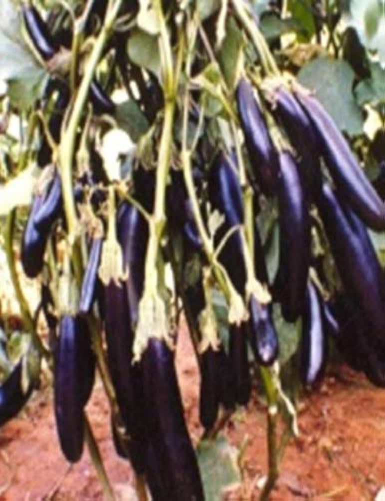 ARKA Keshav-TFL BRINJAL - Vegetable Seeds