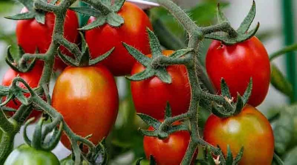 ARKA Vishesh [F1] TOMATO HYBRID - Vegetable Seeds