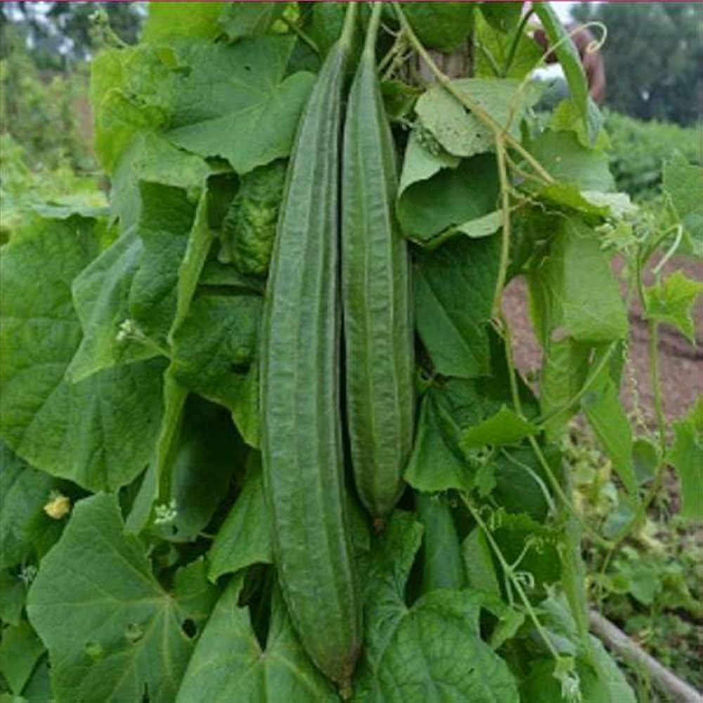 ARKA Vikram [F1] RIDGE GOURD HYBRID- Vegetable Seeds