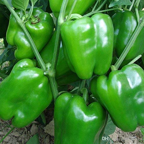 ARKA Athulya [F1]  CAPSICUM HYBRID- Vegetable Seeds