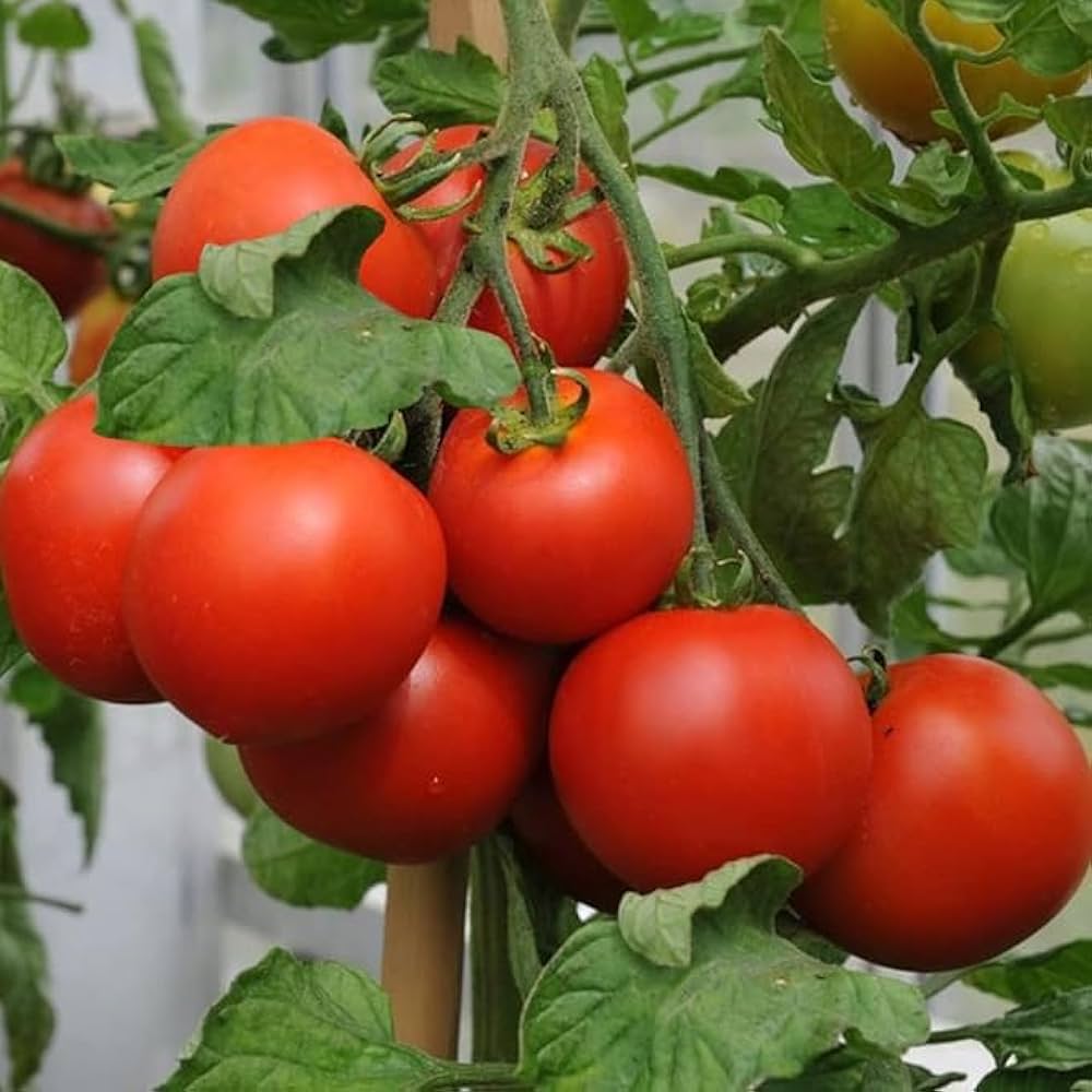 ARKA Apeksha [F1]  TOMATO HYBRID - Vegetable Seeds