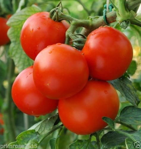 ARKA Aditya [F1] TOMATO HYBRID - Vegetable Seeds