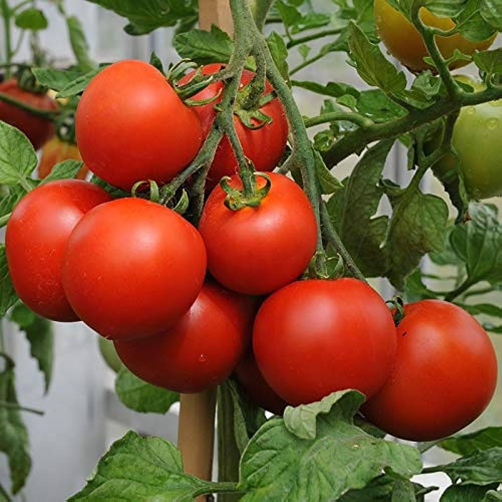 ARKA Samrat [F1] TOMATO HYBRID - Vegetable Seeds
