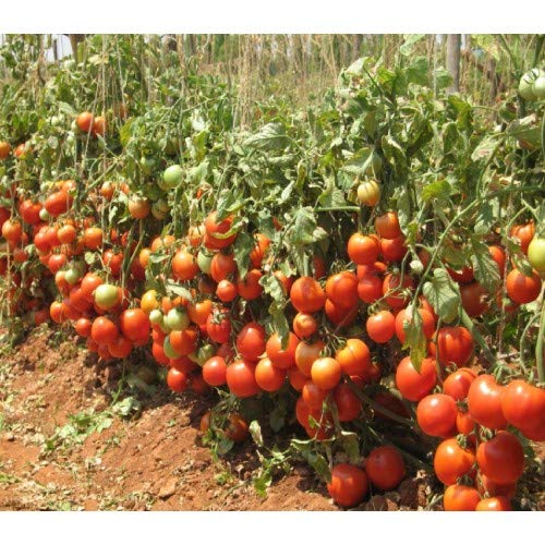 ARKA Aditya [F1] TOMATO HYBRID - Vegetable Seeds
