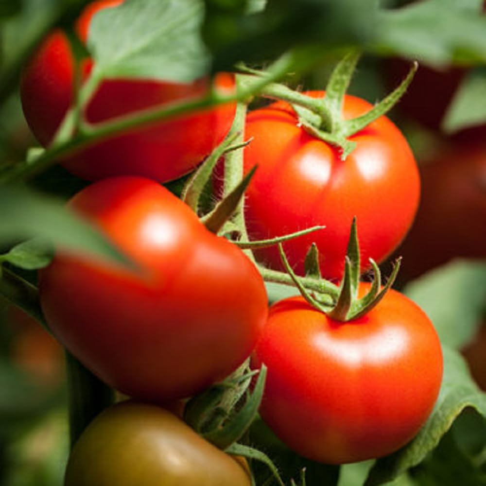 ARKA Vishesh [F1] TOMATO HYBRID - Vegetable Seeds