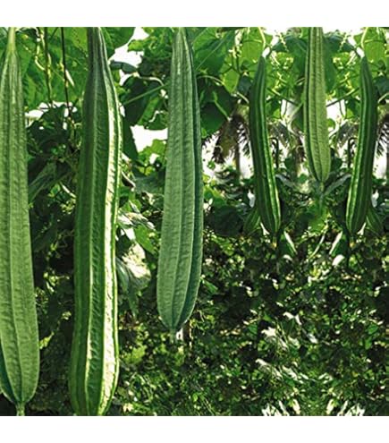 ARKA Vikram [F1] RIDGE GOURD HYBRID- Vegetable Seeds