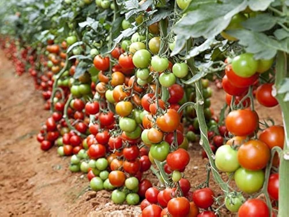 ARKA Vishesh [F1] TOMATO HYBRID - Vegetable Seeds