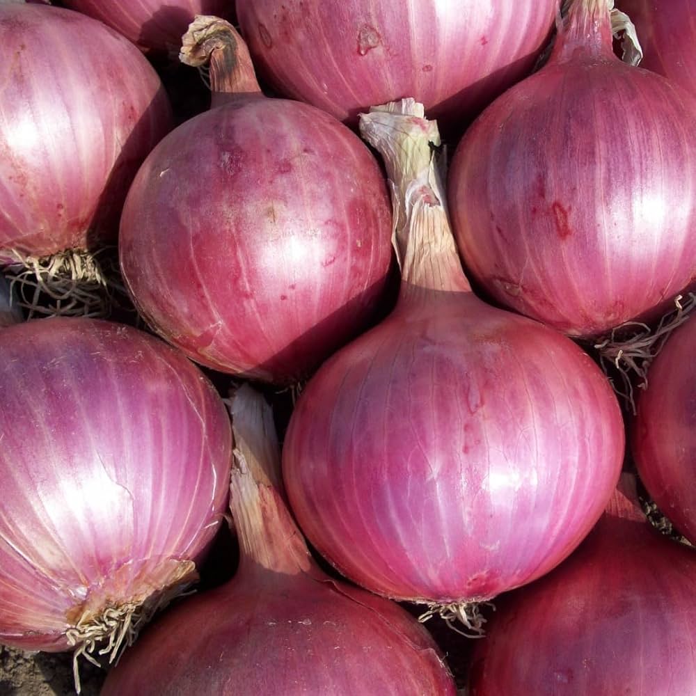 ARKA Bheem -TFL ONION - Vegetable Seeds