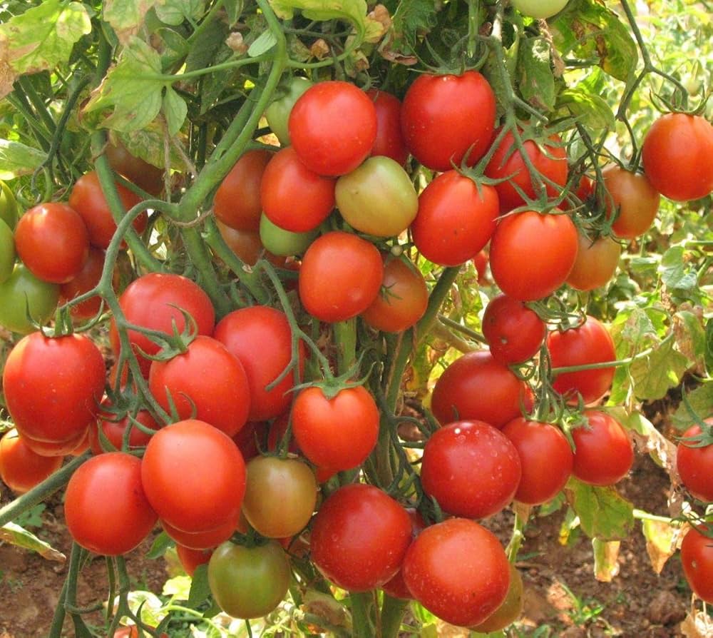 ARKA Rakshak [F1] TOMATO HYBRID - Vegetable Seeds