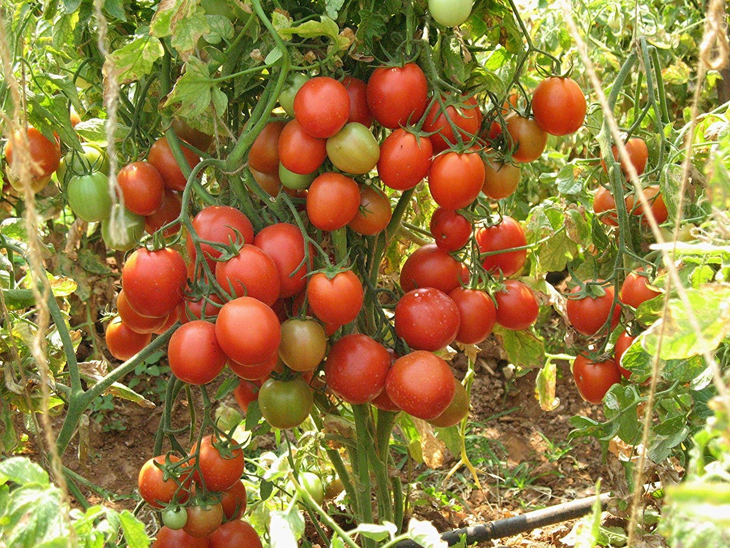 ARKA Samrat [F1] TOMATO HYBRID - Vegetable Seeds