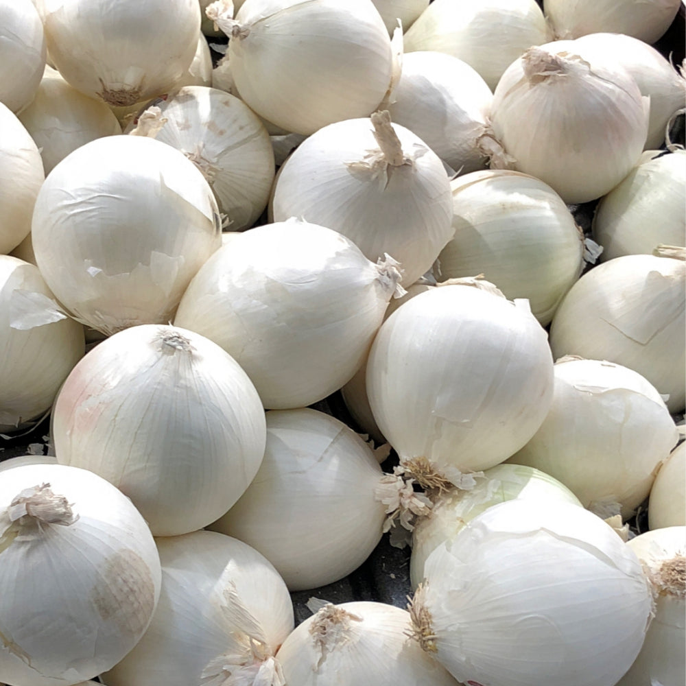 ARKA Yojith-TFL (White onion) - Vegetable Seeds