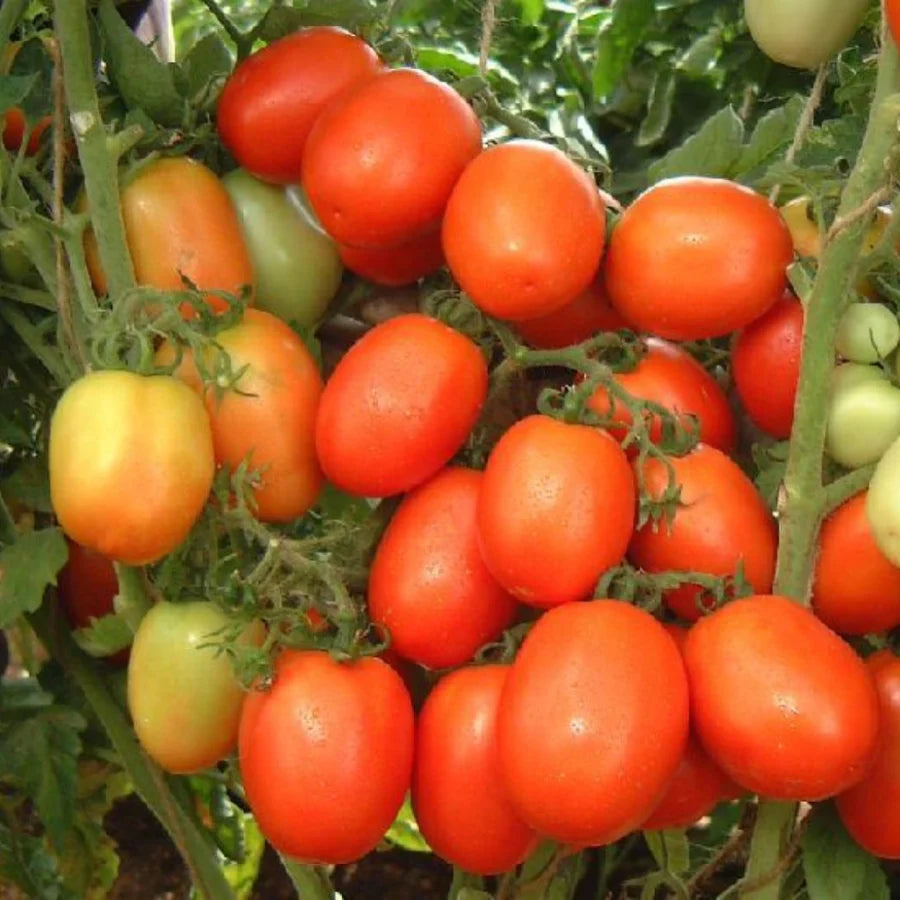 ARKA Samrat [F1] TOMATO HYBRID - Vegetable Seeds