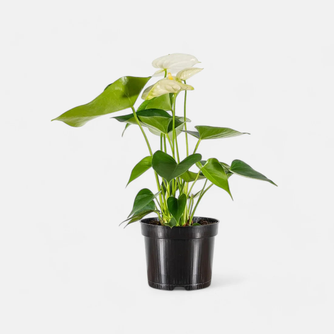 Anthurium Plant White - Tailflower Plant