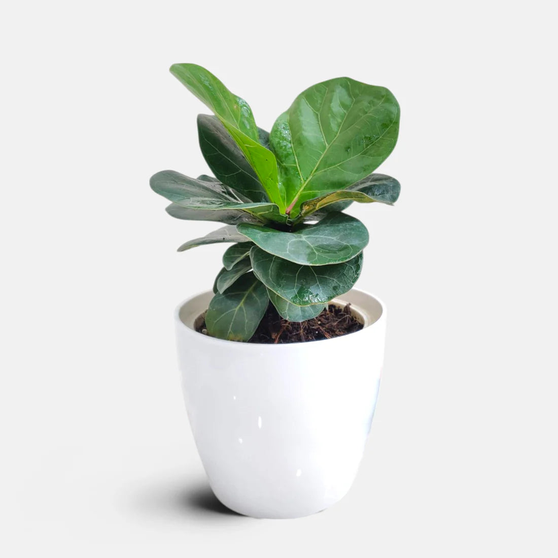 Fiddle Leaf Fig (Ficus Lyrata) Plant | Indoor Plant