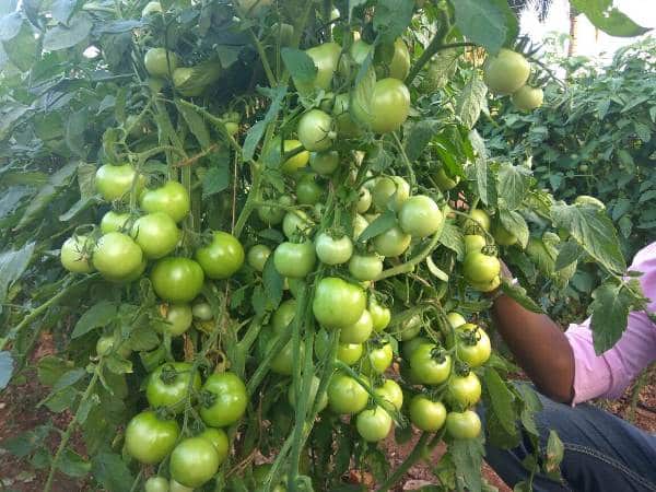 ARKA Abhed [F1] TOMATO HYBRID - Vegetable Seeds