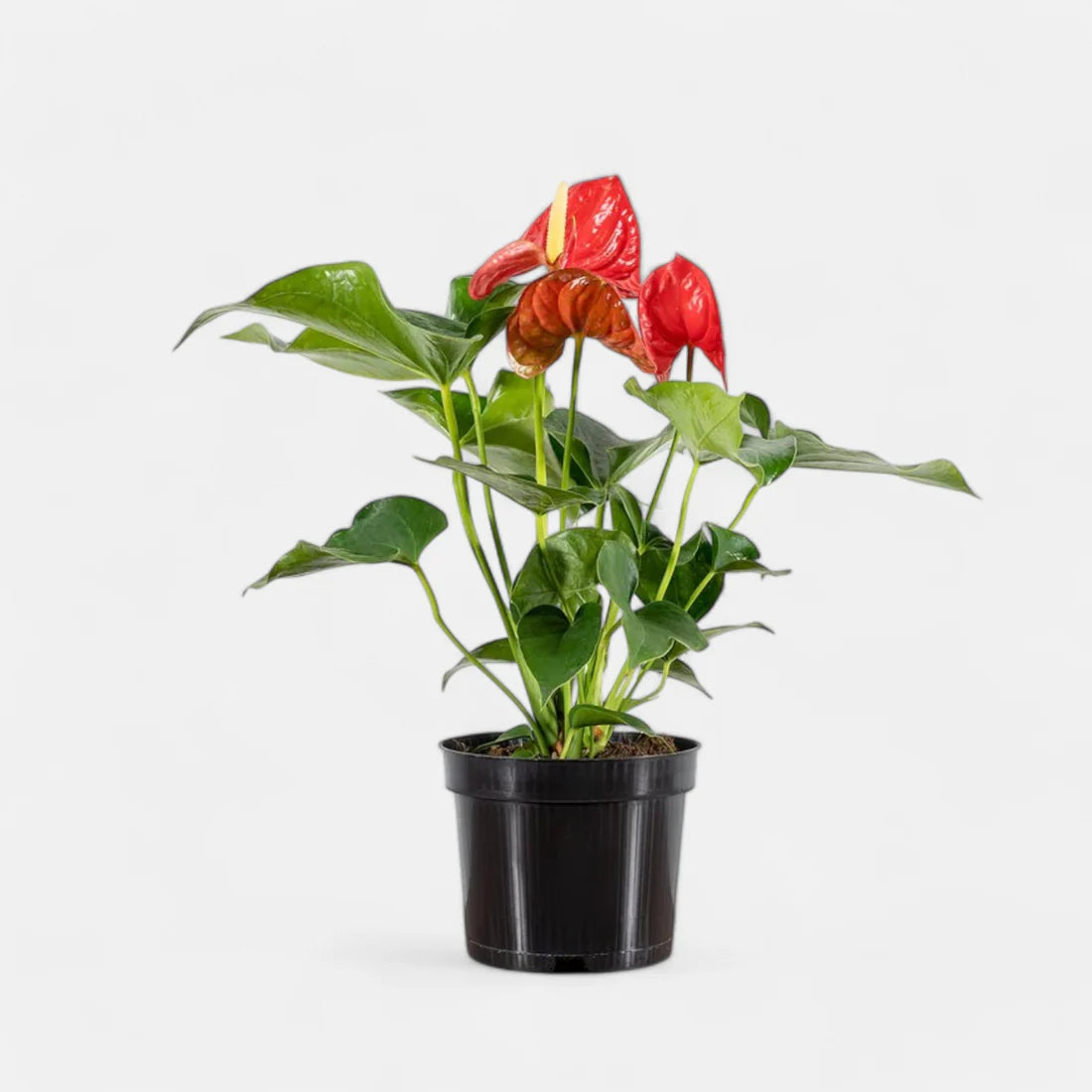 Anthurium Red Plant - Tailflower Plant