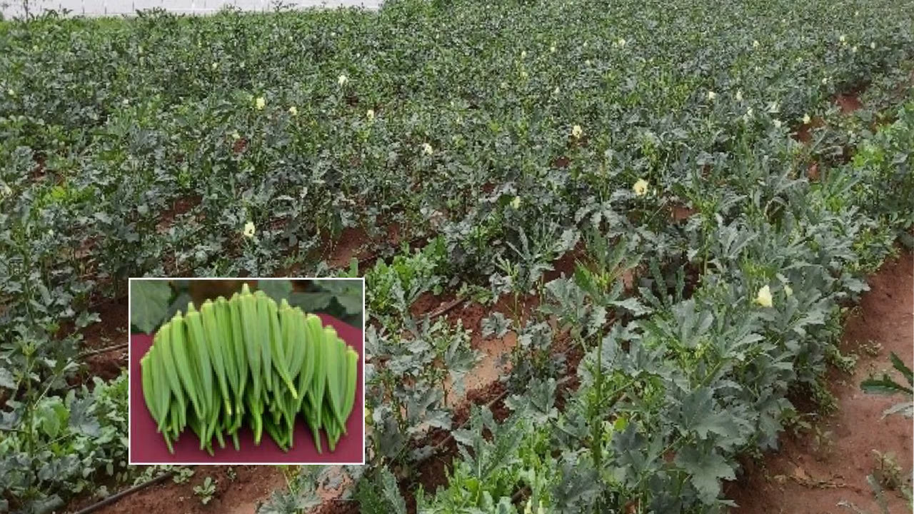 ARKA Nikita [F1] OKRA HYBRID- Vegetable Seeds