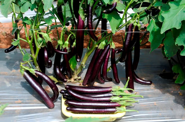 ARKA Keshav-TFL BRINJAL - Vegetable Seeds