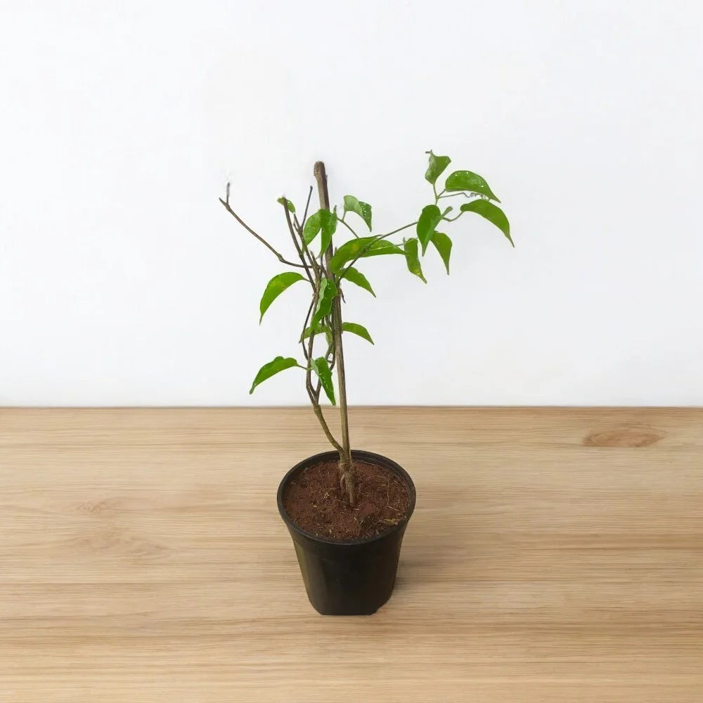 Sankrant Vel Plant - Flame Vine