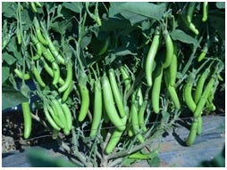 ARKA Harshita-TFL BRINJAL - Vegetable Seeds