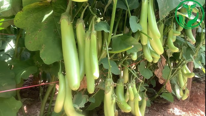 ARKA Harshita-TFL BRINJAL - Vegetable Seeds