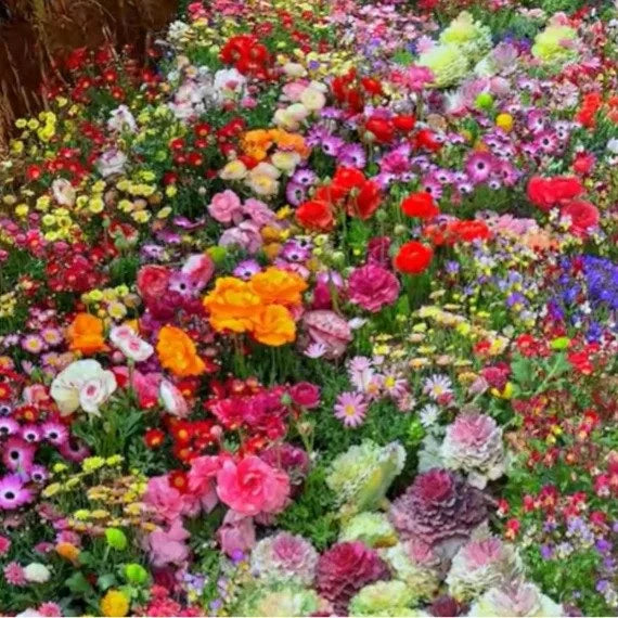 100 Variety Flower Seeds Combo Pack – Bloom Your Dream Garden - Flower Seeds Combo Pack