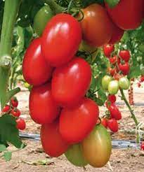 ARKA Vikas-TFL TOMATO - Vegetable Seeds