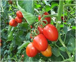 ARKA Vikas-TFL TOMATO - Vegetable Seeds