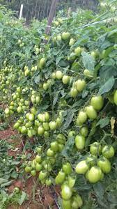 ARKA Abhed [F1] TOMATO HYBRID - Vegetable Seeds