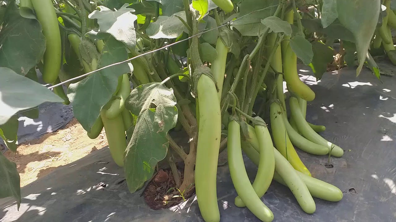 ARKA Harshita-TFL BRINJAL - Vegetable Seeds