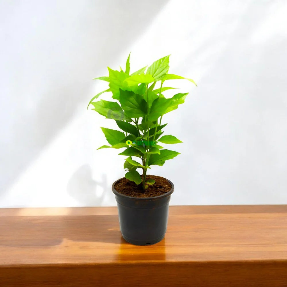 Parijat Plant in 6" Inch Pot | Parijatak Plant