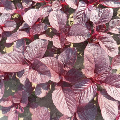 ARKA Arunima-TFL Veg.Red AMARANTH- Vegetable Seeds