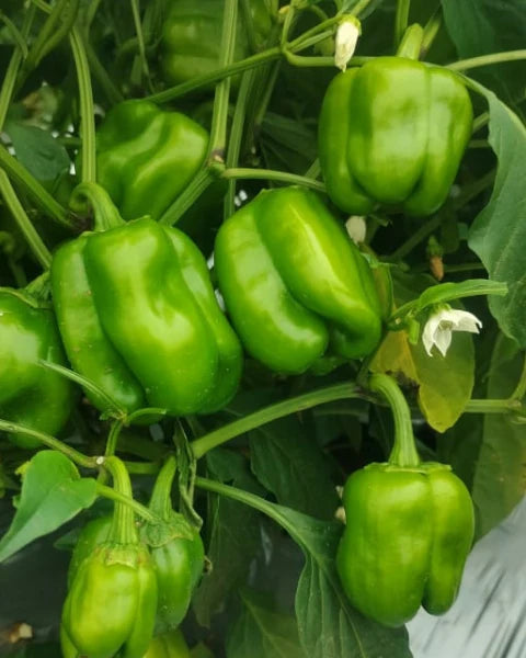 ARKA Athulya [F1]  CAPSICUM HYBRID- Vegetable Seeds